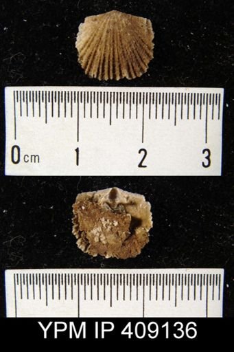 Glyptorthis sp.