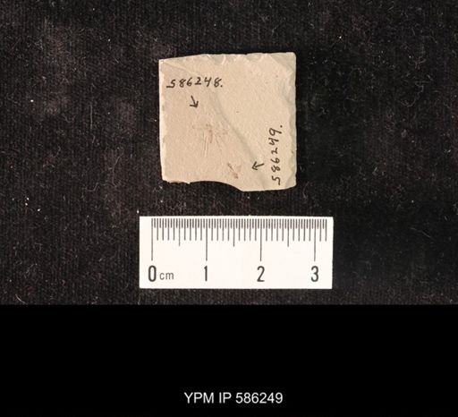 undet. Hymenoptera