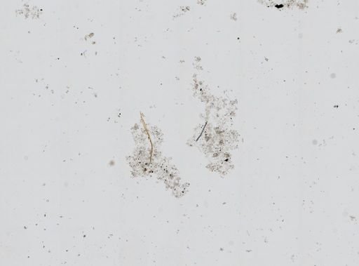 Chalinula loosanoffi