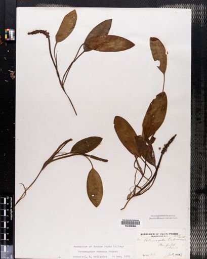 Potamogeton nodosus