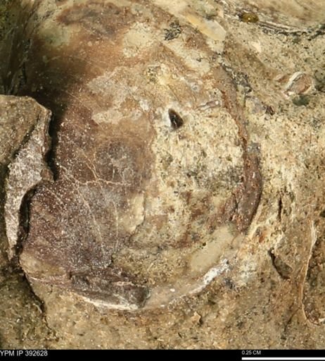 Protocardia subquadrata