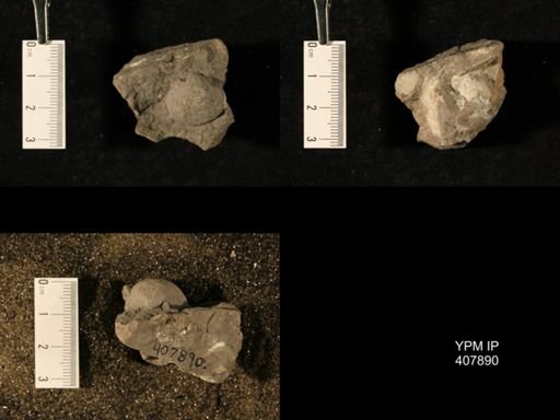 Echinoconchus sp.