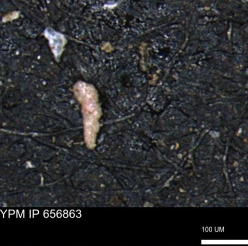 Verneuilinoides kansasensis