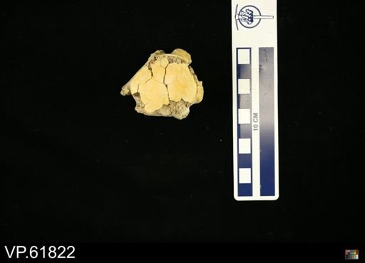 Platecarpus sp.