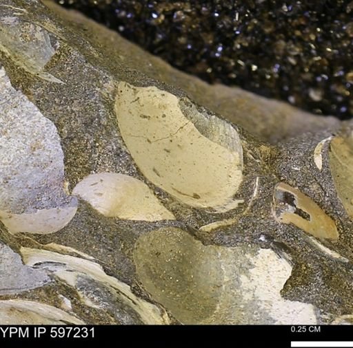 Limopsis striatopunctatus