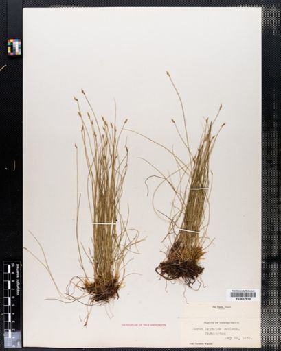 Carex leptalea