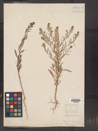 Lepidium virginicum