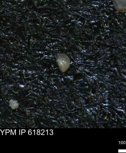 undet. Foraminiferida