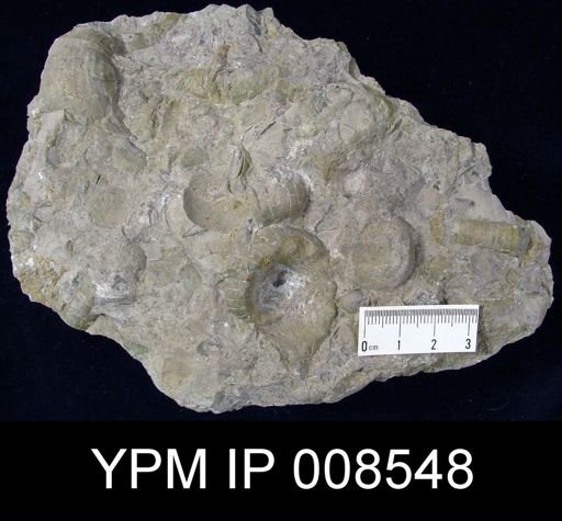 undet. Nautiloidea