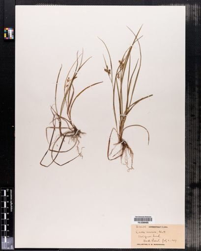 Carex aurea
