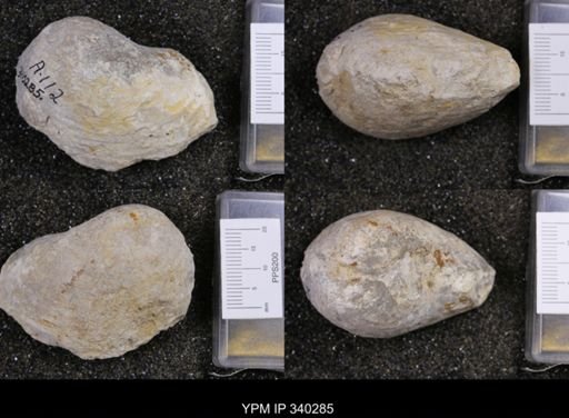 undet. Bivalvia