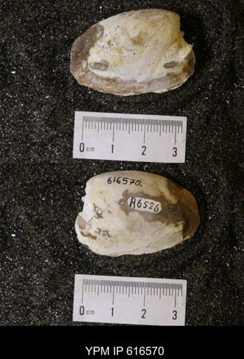 Corbicula?
