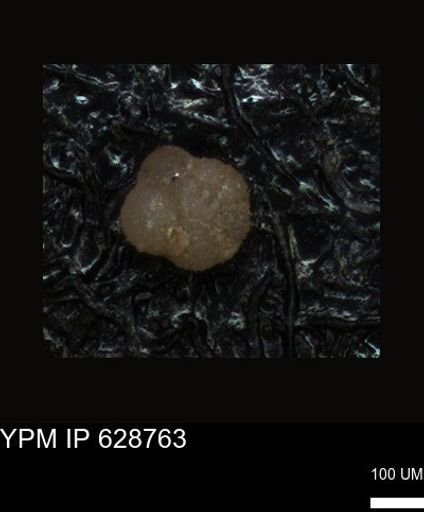undet. Foraminiferida