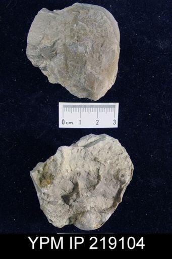 Productus cora