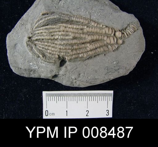 Pachylocrinus subaequalis