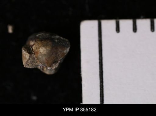 Protocardia subquadrata