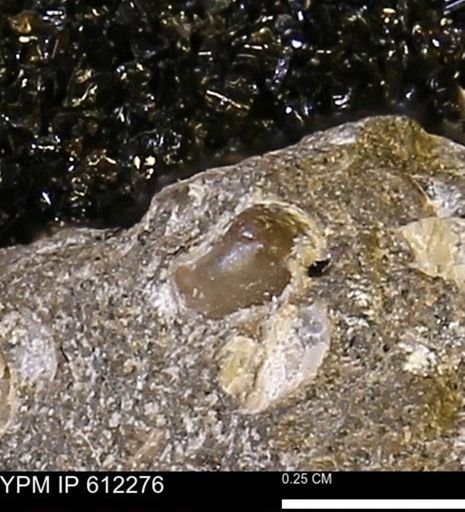 undet. Bivalvia