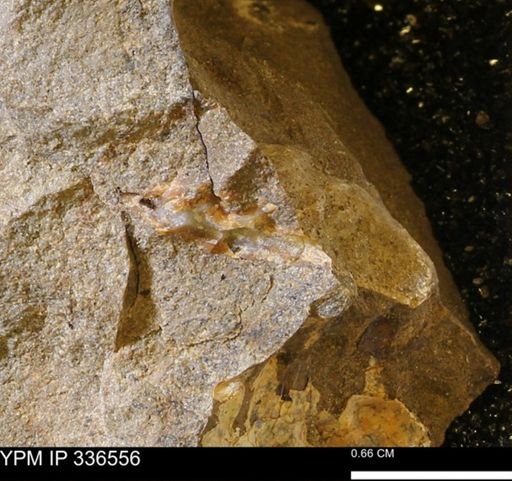 undet. Bivalvia