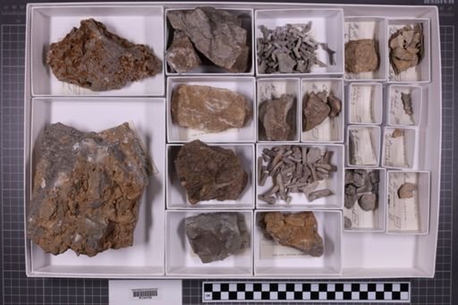 mixed taxa, stratigraphic collection