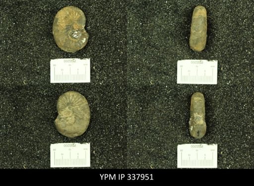 Scaphites whitfieldi