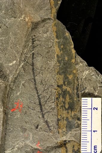 Asterophyllites sp.