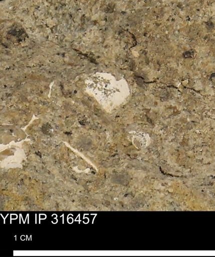 undet. Mollusca
