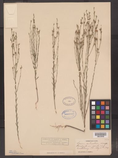 Linum sulcatum