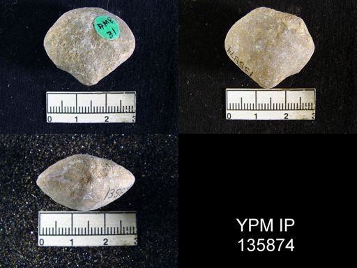 Athyris subexpansa
