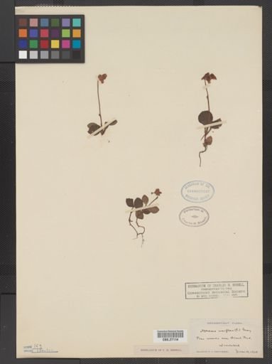 Moneses uniflora