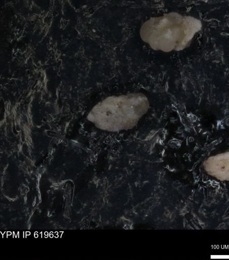 undet. Foraminiferida