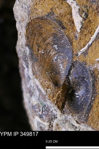 Limopsis?