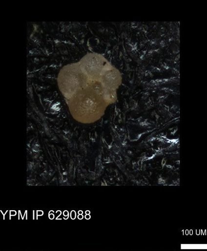 undet. Rugoglobigerinidae