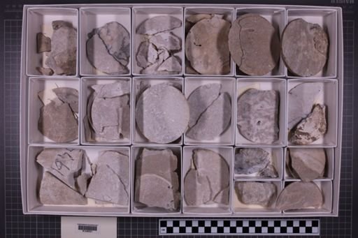 mixed taxa, stratigraphic collection