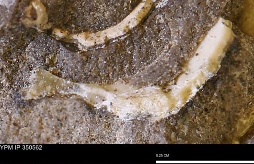 undet. Bivalvia