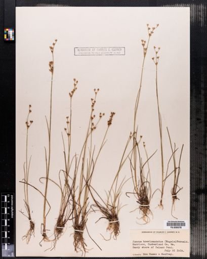 Juncus brevicaudatus