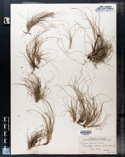 Carex eburnea