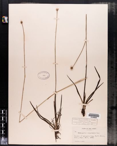 Eriocaulon compressum