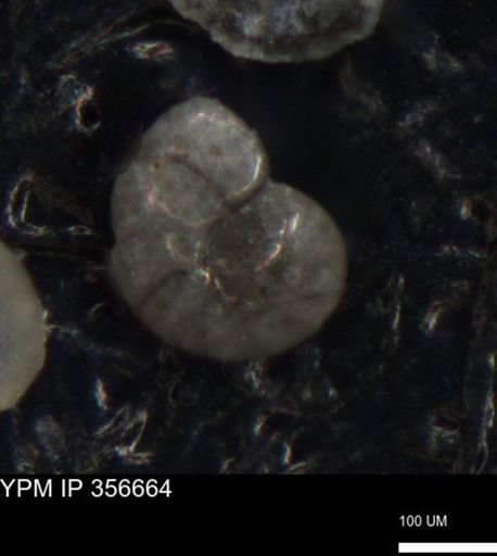 undet. Foraminiferida