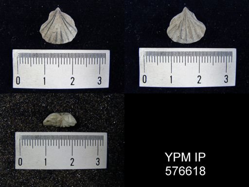 Rhynchotreta cuneata americana