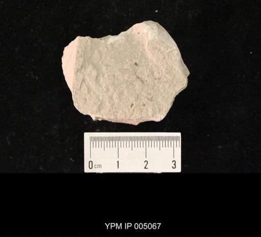 Platychorista venosa