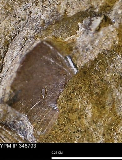undet. Bivalvia