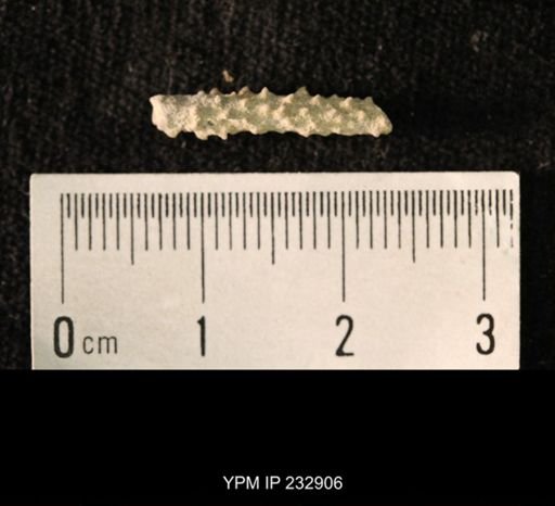 undet. Echinoidea