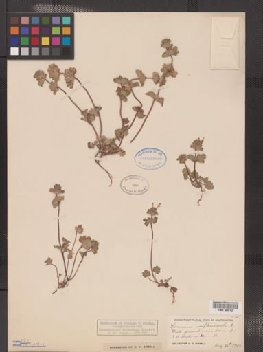Lamium amplexicaule