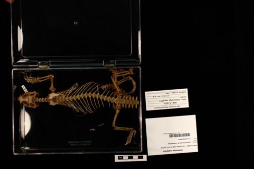 Uromastyx maliensis