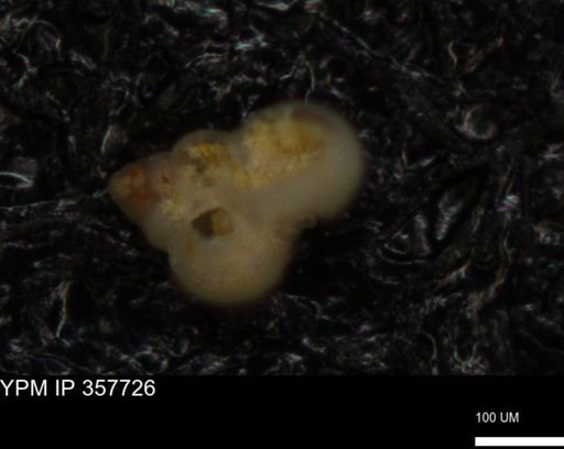 undet. Foraminiferida