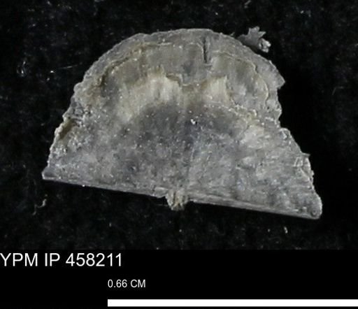 Chonetes mucronatus
