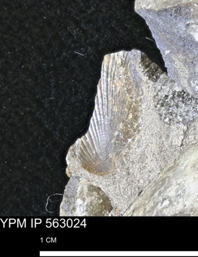 Oxytoma (Hypoxytoma) sp.