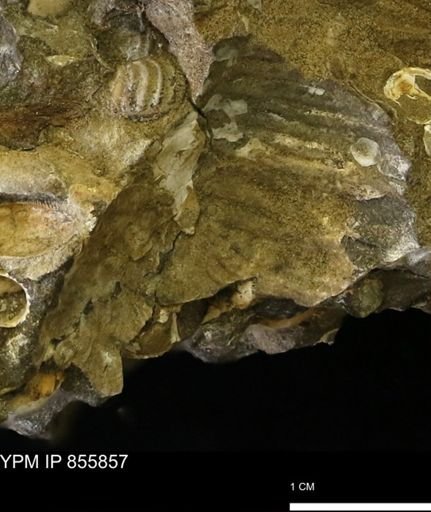 undet. Scaphitidae