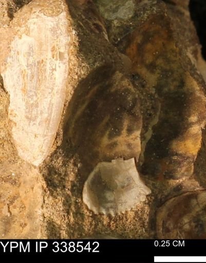 undet. Bivalvia