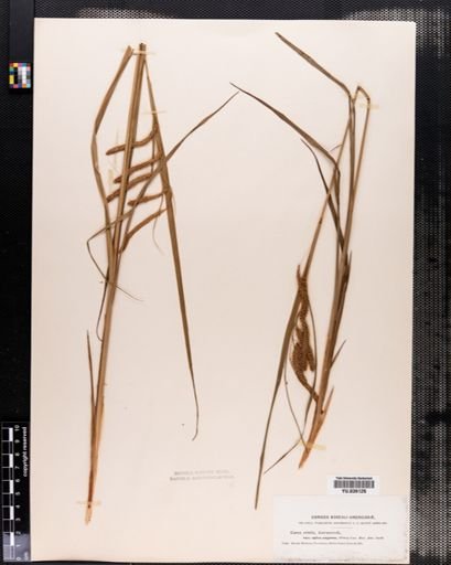 Plantae